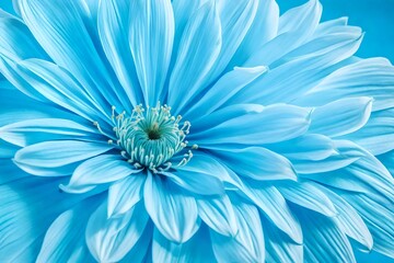 blue and white chrysanthemum for wallpaper