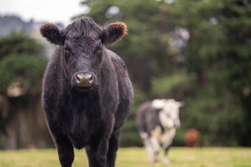 Wagyu cows in a field on a farm