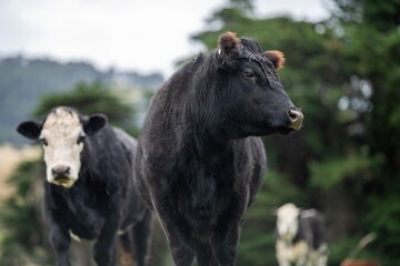 Fototapeta premium Sustainable livestock farming of cows storing carbon in the soil. Portrait of English cows in a meadow