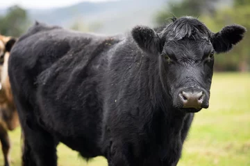 Rolgordijnen black and white cow in field © Phoebe