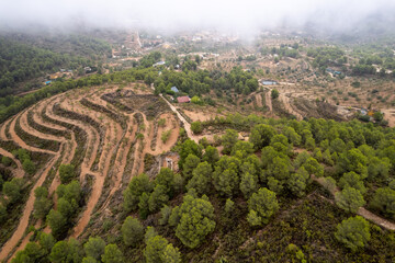 Aerial view of olive plantation .