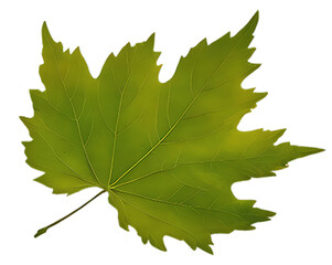 chestnut leaf
