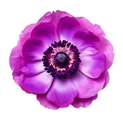 Flower isolated on transparent background cutout