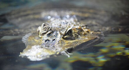 alligator in a pond