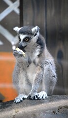 Naklejka na ściany i meble ring tailed lemur