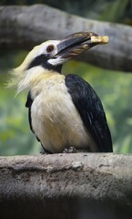 great crested cormorant
