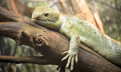 lizard on a tree