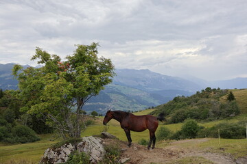 A picture of a beautiful brown horse, grazing in the top of the swiss alps, with a beautiful background of the mountains. taken in obersaxen, switserland.