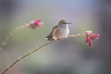 Hummingbird on Flower Stem