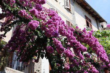 Fototapeta na wymiar A picture taken of the pink flowers growing on the sides of the houses all around the lake garda, Italy. 