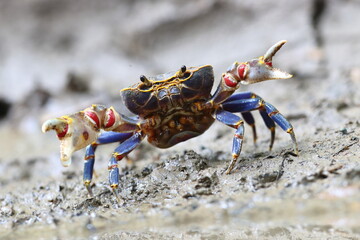 A small, colorful freshwater crab is raising its claws.