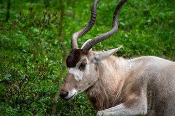 Addax nasomaculatus 