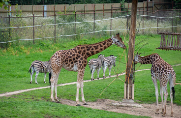 giraffe  and Chapman's zebra
