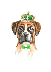 Watercolor dog breed boxer illustration, cute dog head hipster portrait in clothes,hat,crown, bow, glasses, realistic funny dog in costume, king, queen, drama queen,  fashion print, sticker, baby pup