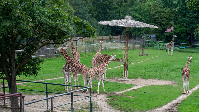 Rothschild's giraffe 