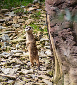 Meerkat 