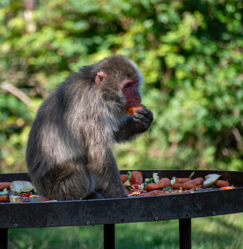 Japanese macaque 