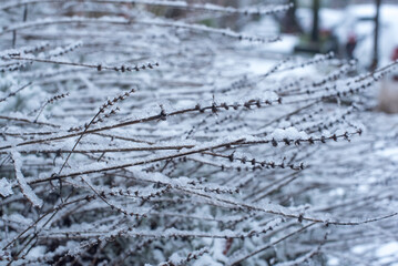 plant branches covered in snow and ice 