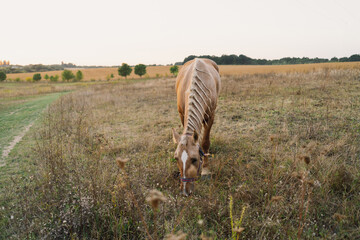 A beautiful brown horse with a braided mane is grazing in a field. Yellow and green background