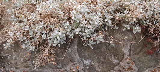 Dry herbs and grey rocks