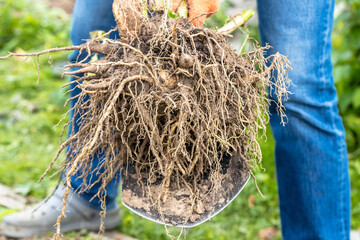 Hands hold dahlia tubers, just dug out of the ground for winter storage.
