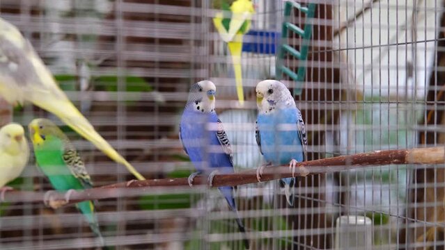 Beautiful blue parrots are sitting in the chamber. Lots of colorful parrots in the store.