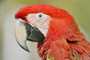 Scarlet Macaw (Ara macao) Beautiful multi-colored macaw parrot