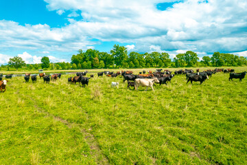 Obraz premium Aerial view of a meadow with cows Grazing in Green Field, Michigan 
