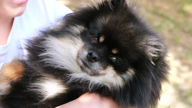 Adorable spitz dog looking to camera. Dog portrait