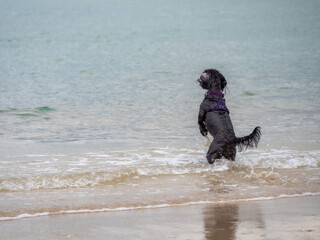 A black cockapoo standing on it’s back legs on the beach with the sea lapping at it’s feet