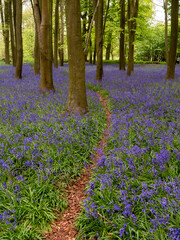 A woodland path through a carpet of bluebells on the floor of a forest in the English countryside