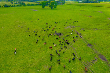 Aerial view of a meadow with cows Grazing in Green Field, Michigan 