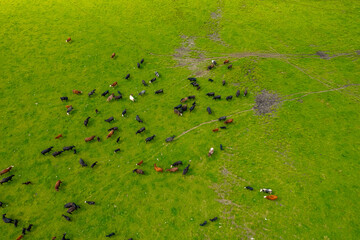 Aerial view of a meadow with cows Grazing in Green Field, Michigan 