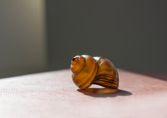 A beautiful conch shell. With elegant lines that will decorate any decor. 