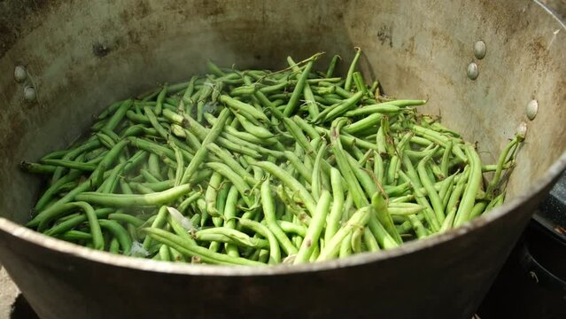 Steaming large pot of green beans over fire pit. Low quality veggie will be used as animal feed.