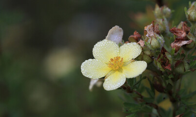 Cinquefoil flower in late summer in early morning light covered in dew