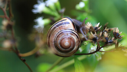 Brown-lipped Snail early morning light late summer 