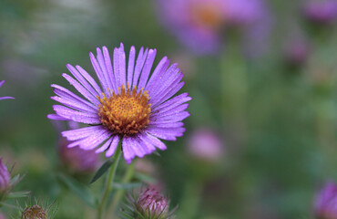 Late summer Asters flower in early morning light covered in dew soft background