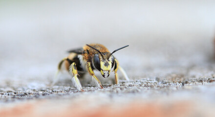 Leaf cutter bee close up late summer early morning light