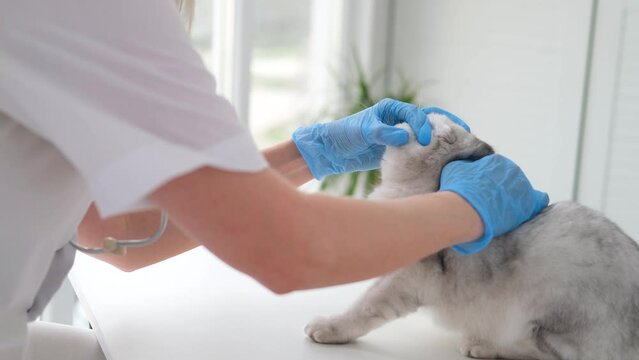 A veterinarian wearing medical gloves examines the health of a Scottish cat. Doctor checking kitten's ears
