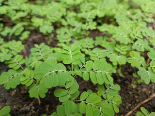 Lush Green Seedlings Thriving in Moist Soil