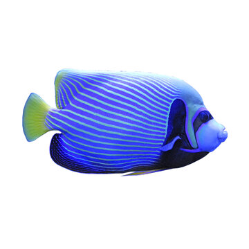 Emperor colorful Angelfish
