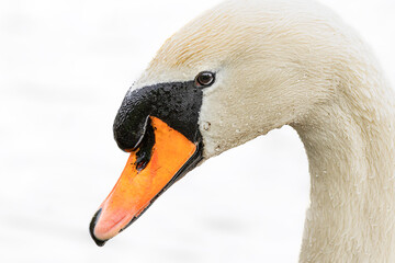 Head of a swan, side view, white background, Cygnus olor