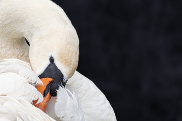 Swan preening its plumage, close up, black background, Cygnus olor