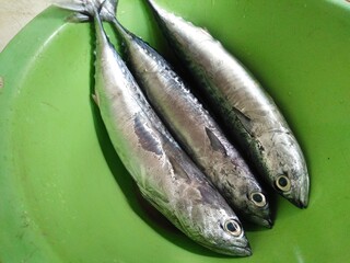 Small mackerel tuna fish inside basin. Raw fish cooking ingredient. Indonesia Seaside fish for cook. 