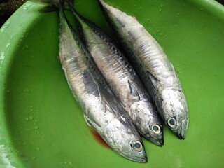 Small mackerel tuna fish inside basin. Raw fish cooking ingredient. Indonesia Seaside fish for cook. 