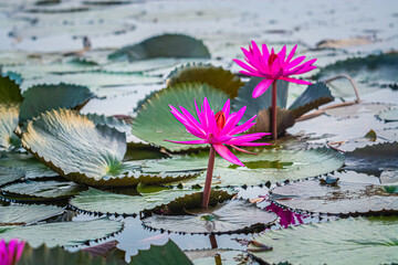 A field of red lotus flowers in a large pond called the Red Lotus Sea is in Udon Thani Province,...