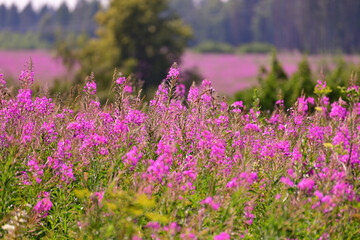 Naklejka premium Chamaenerion angustifolium - Fireweed blooms profusely in the field