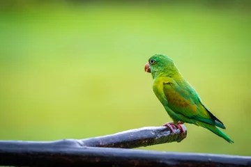 Deurstickers Multi colored bird in Arenal Volcano National Park (Costa Rica) © julen