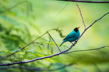 Multi colored bird in Arenal Volcano National Park (Costa Rica)